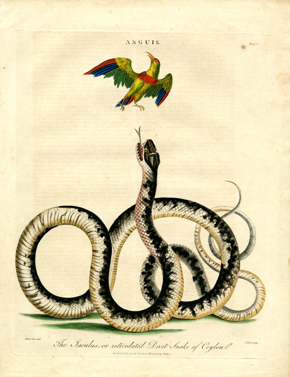 Anguis: Cobra Jaculus e Pássaro Colorido de John Pass
