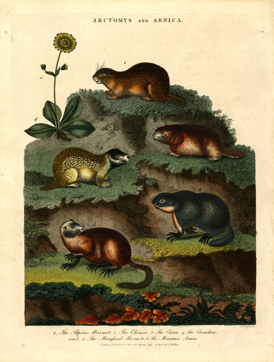 Arctomys e Arnica (Marmotas e Arnica) de John Pass