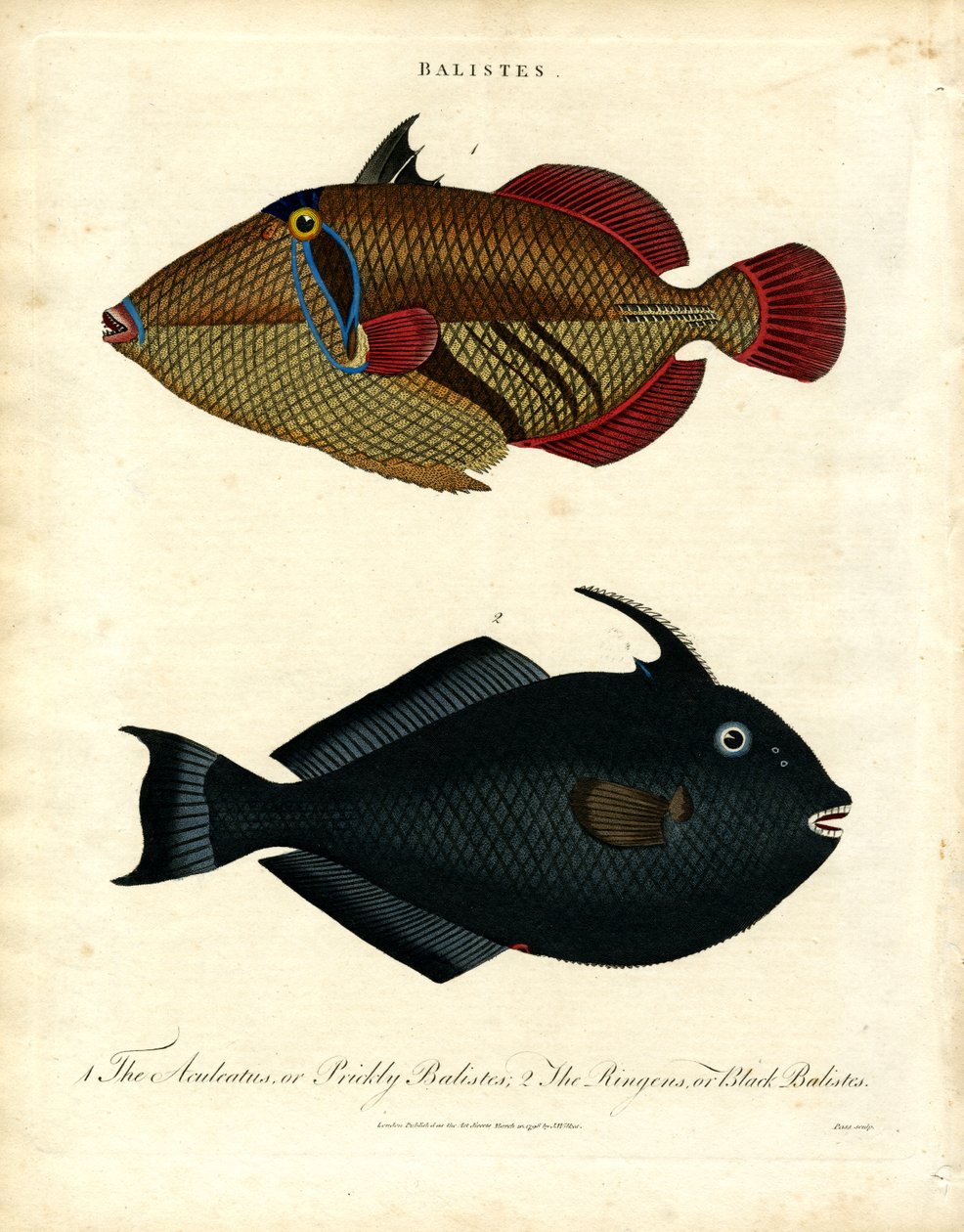 Balistes: Peixe-porco de John Pass