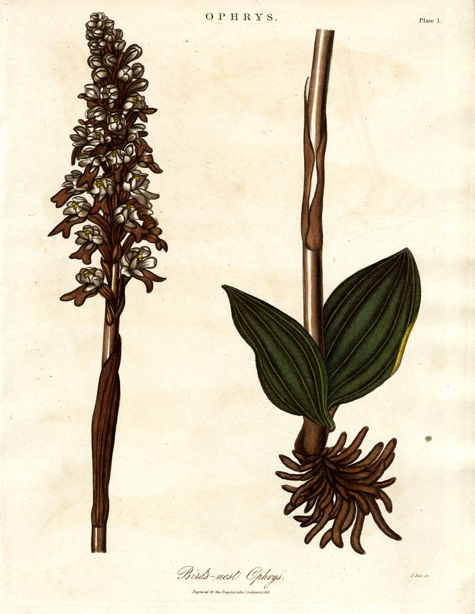 Ninho de pássaro Ophrys de John Pass