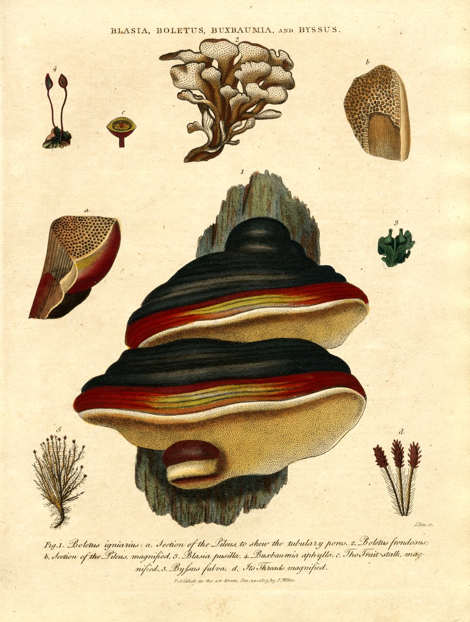 Blasia;Boletus;Buxbaumia;e Byssus de John Pass