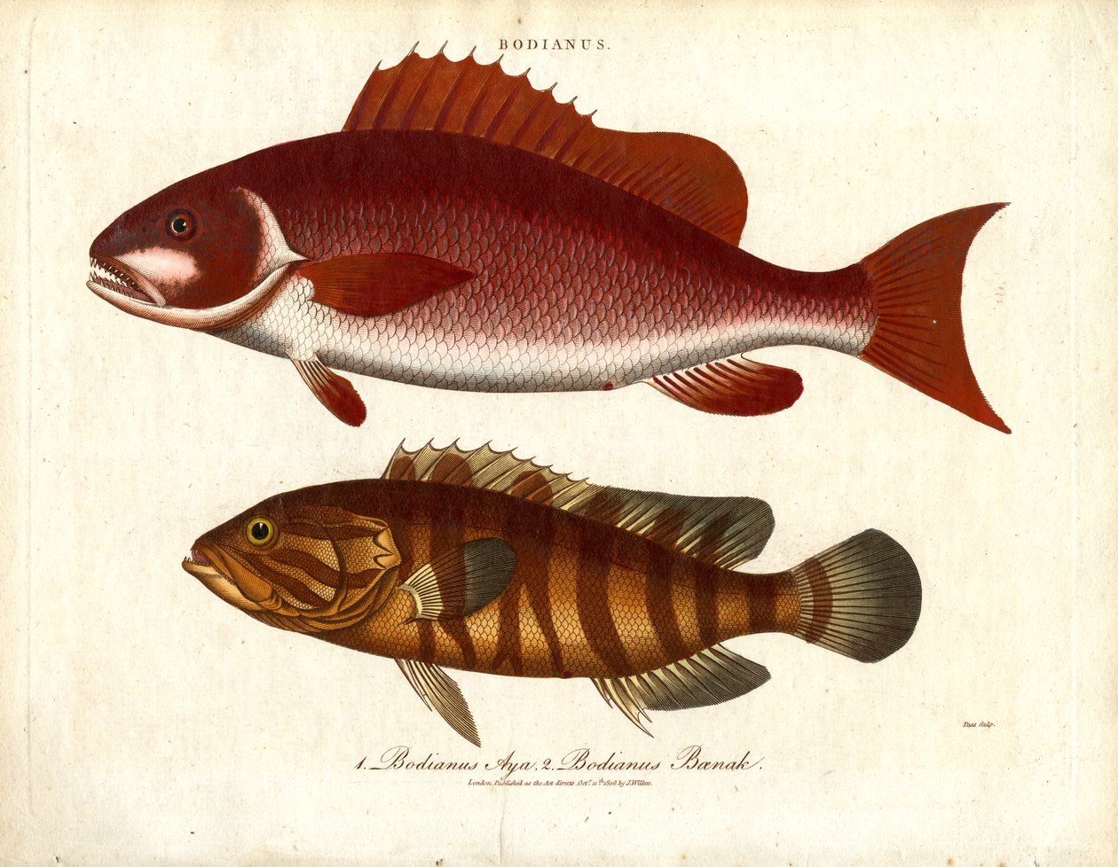 Bodianus - Duas espécies de perca do mar de John Pass