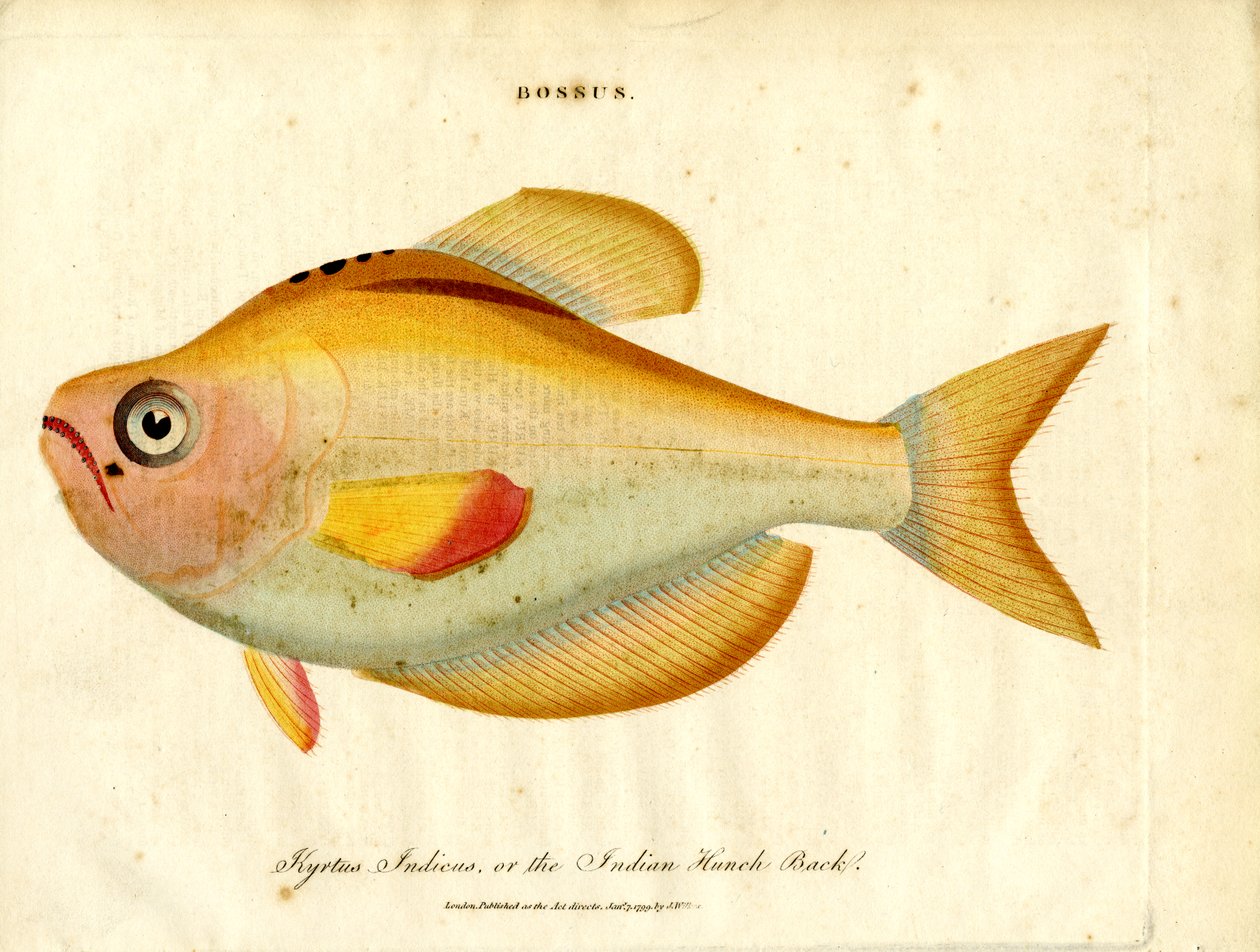 Bossus: Corcunda indiana de John Pass