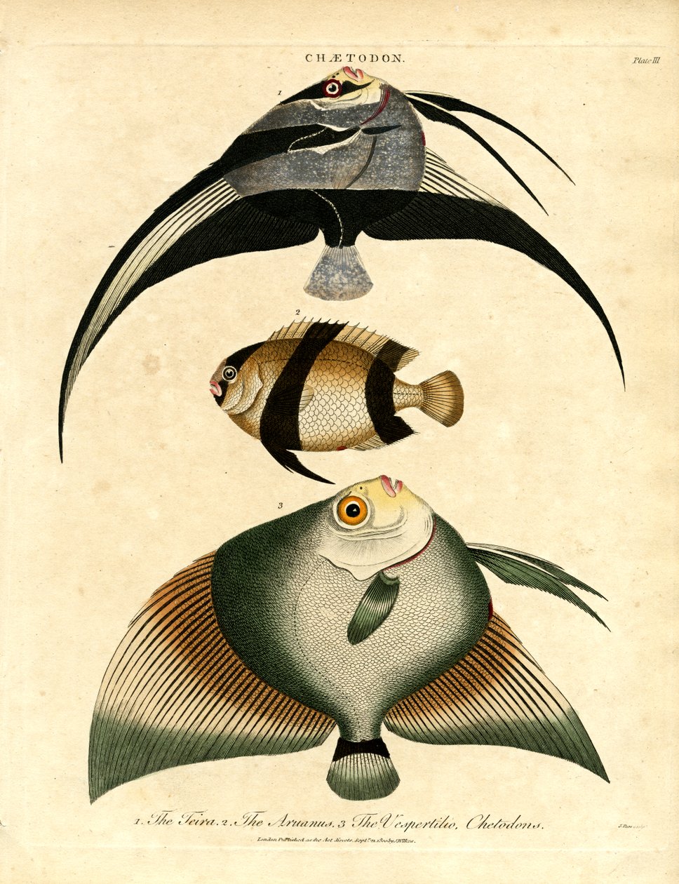Peixe-borboleta: Freira;Acuauna e Vespertilio de John Pass