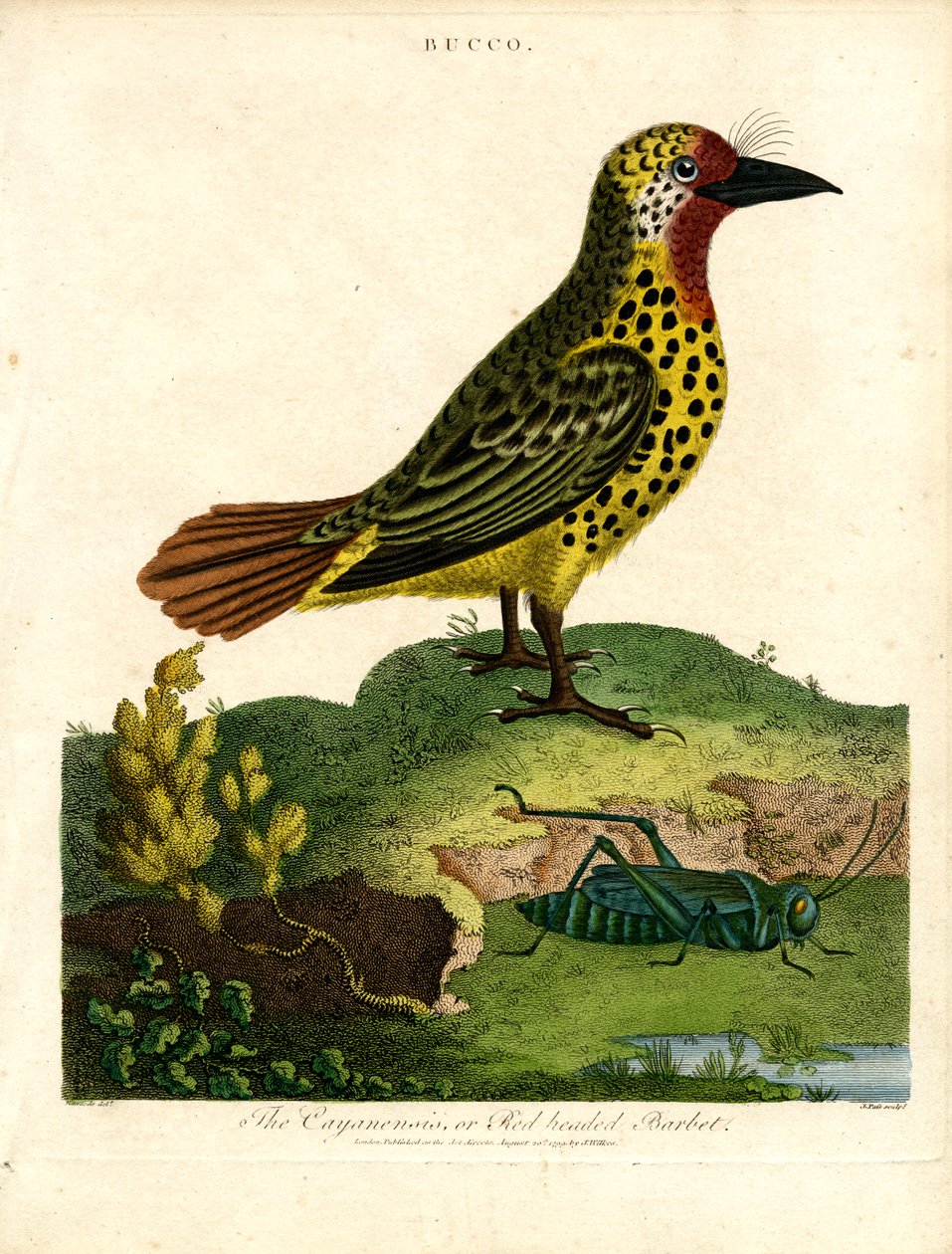 Barbete de Caiena (Bucco) de John Pass