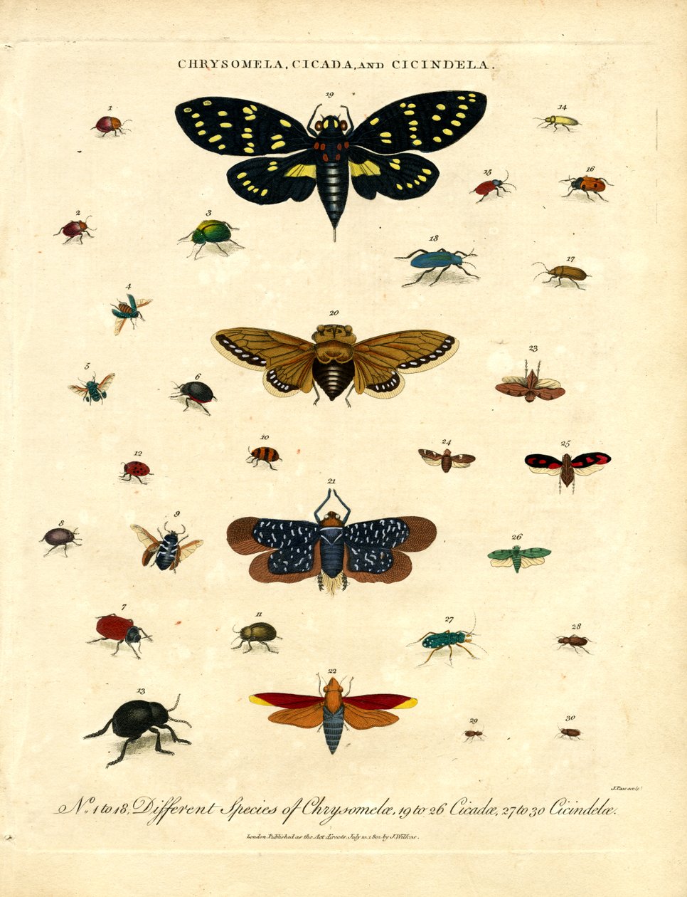 Chrysomela;Cigarra e Cicindela de John Pass
