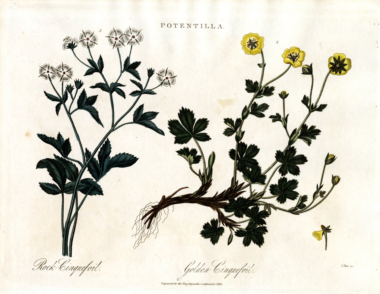 Cinquefoil Espécies de John Pass