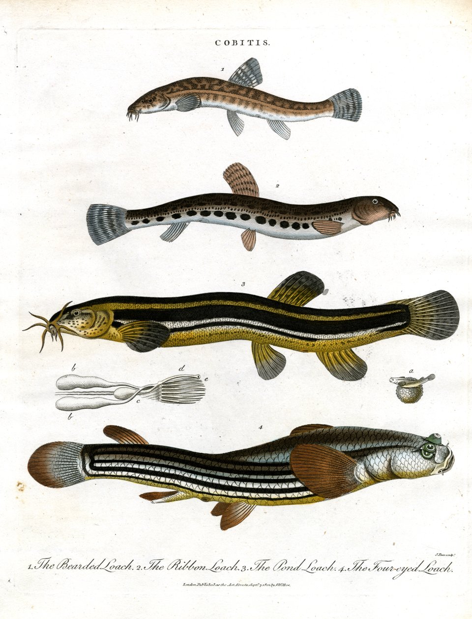 Cobitis: Várias espécies de loach de John Pass