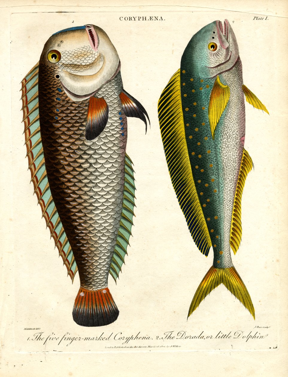 Espécies de Coryphaena: Coryphaena de cinco dedos e golfinho pequeno de John Pass