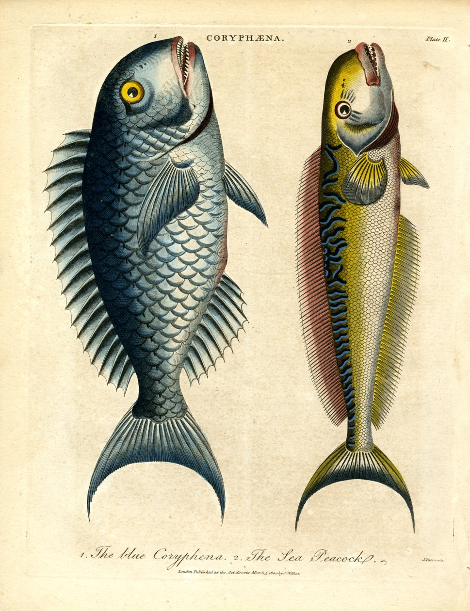 Coryphæna - Golfinhos de John Pass