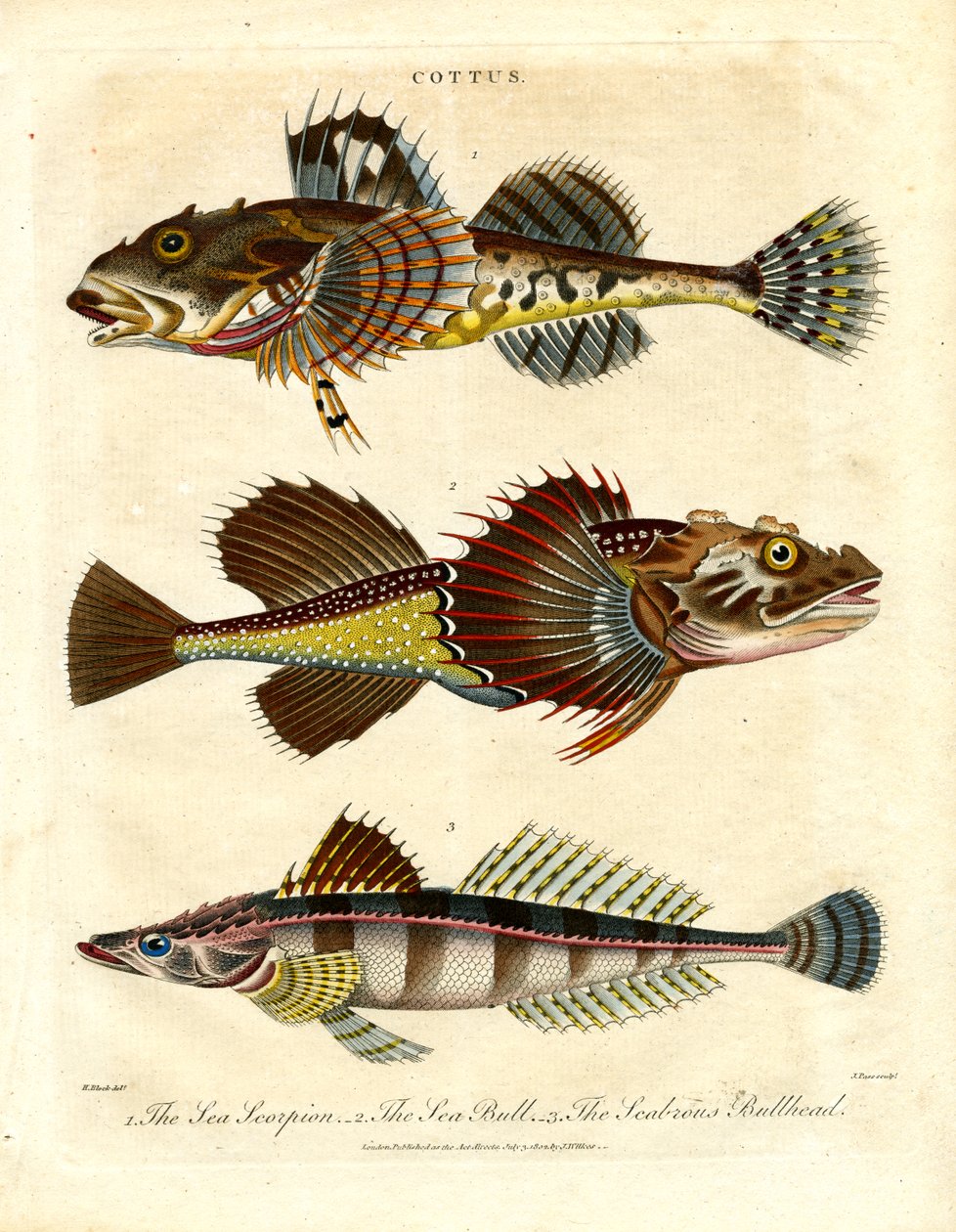 Cottus - Esculápios e escorpiões marinhos de John Pass