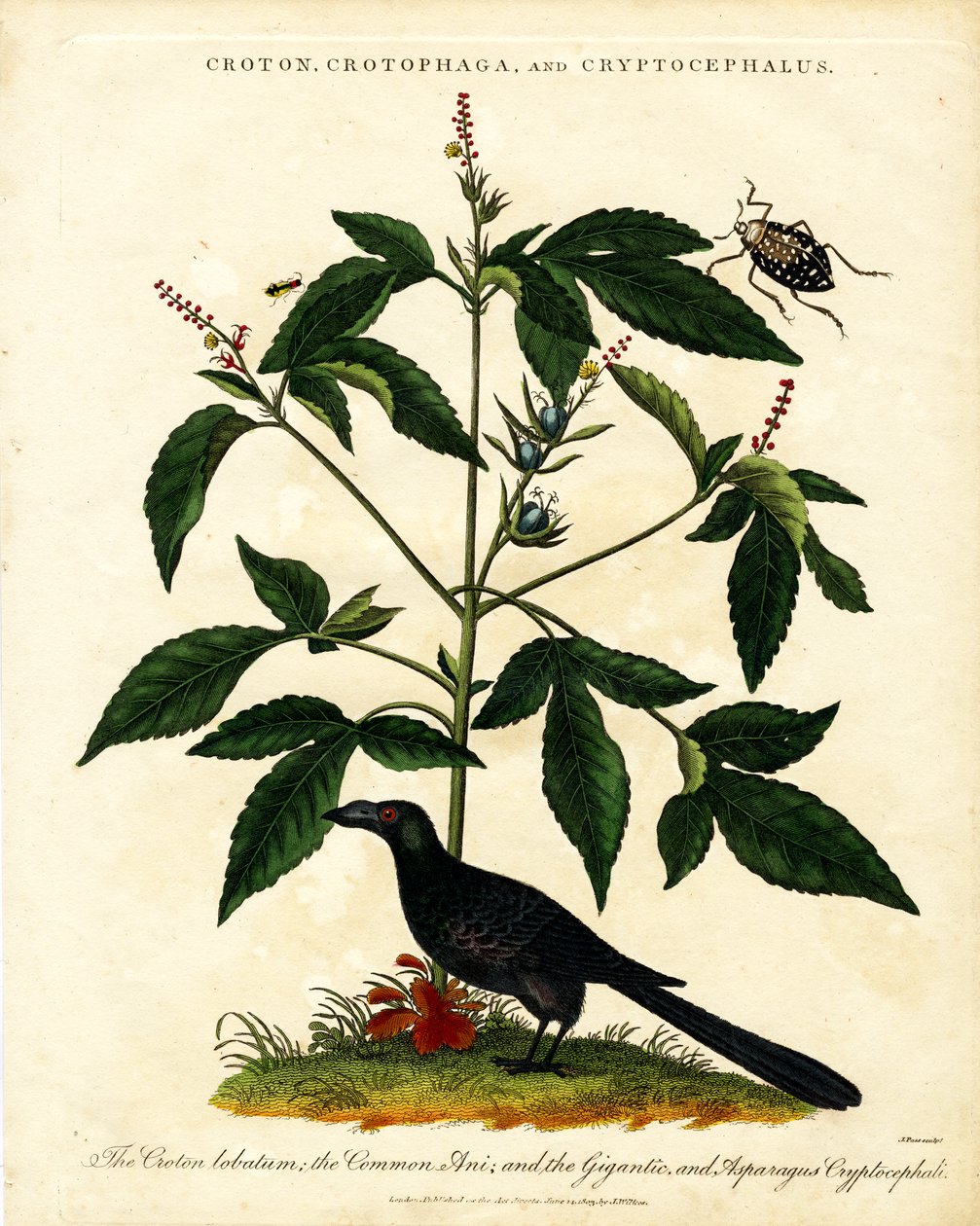 Croton;Crotophaga;e Cryptocephalus de John Pass