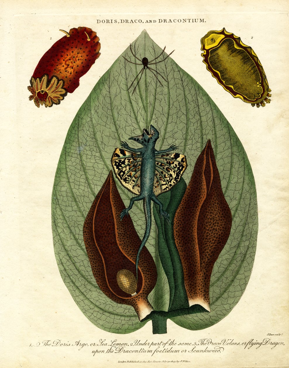 Doris;Draco;e Dracontium de John Pass