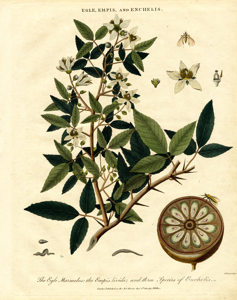 Egle;Empis e Enchelis de John Pass