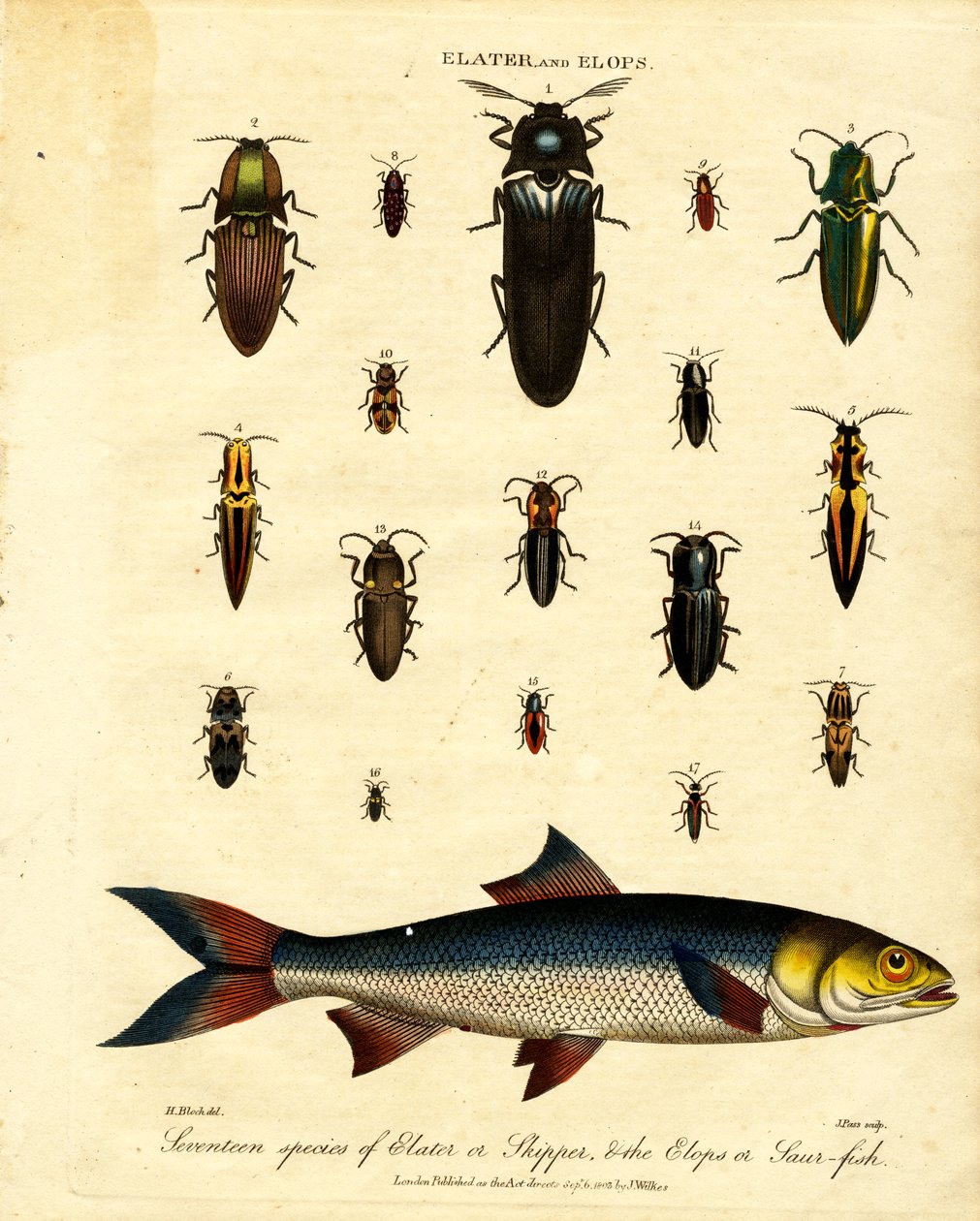 Elater e Elops: Dezassete espécies de Elater ou Skipper; os Elops ou Saur-fish de John Pass