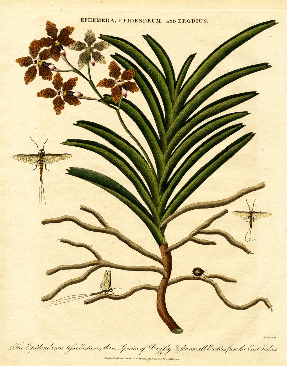 Epidendrum; Ephemera; e Erodius de John Pass