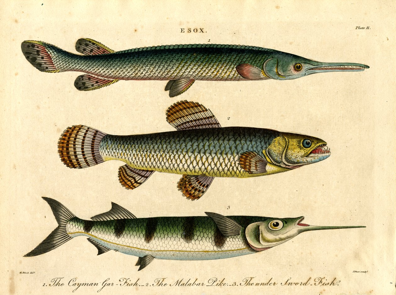 Esox: Espécies de lúcio e de peixe-espada de John Pass