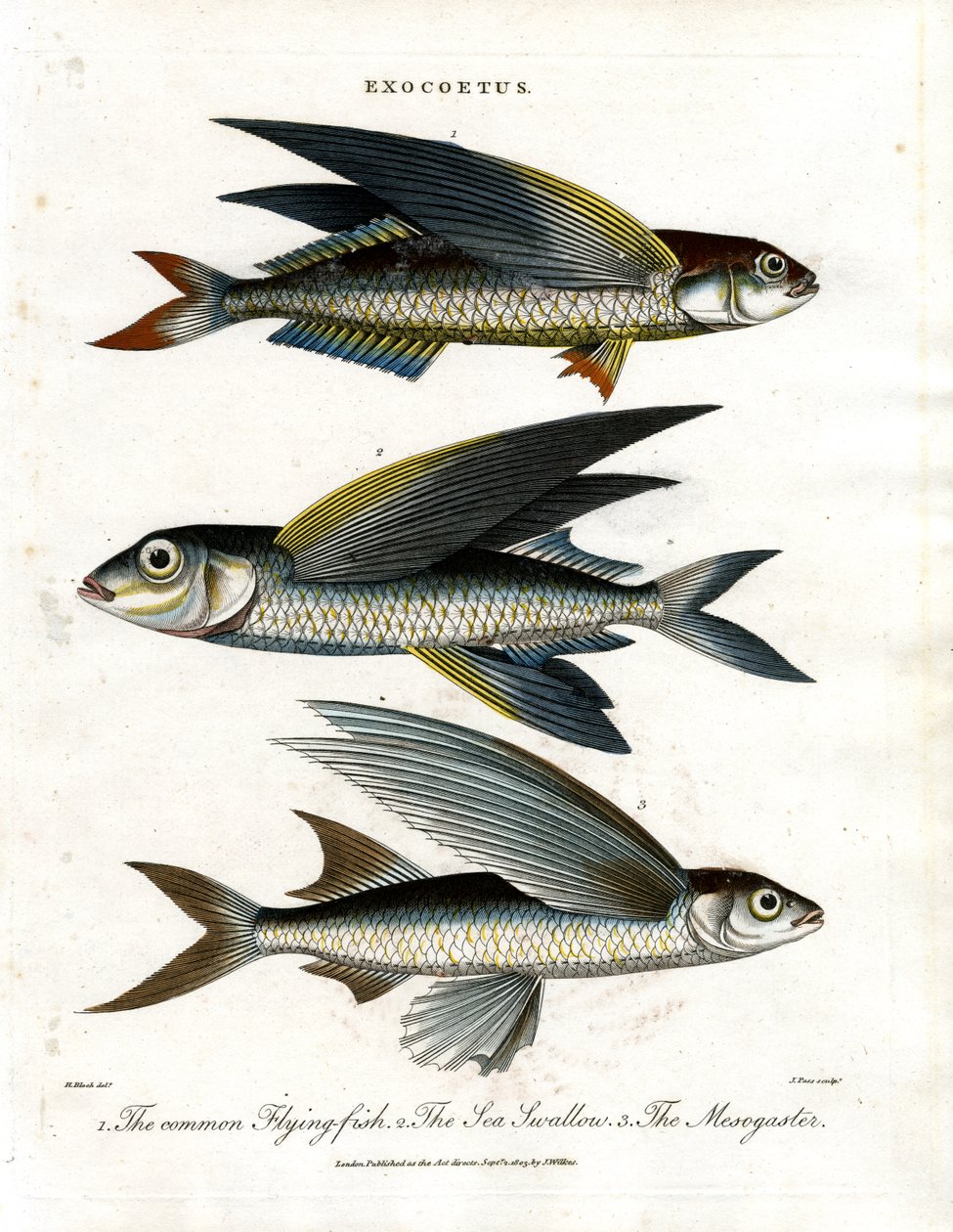 Exocoetus: Peixe voador de John Pass