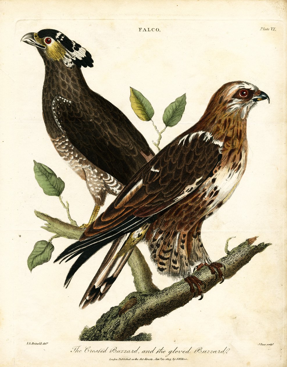 Falco: Abutre-de-crista e Abutre-das-rochas de John Pass