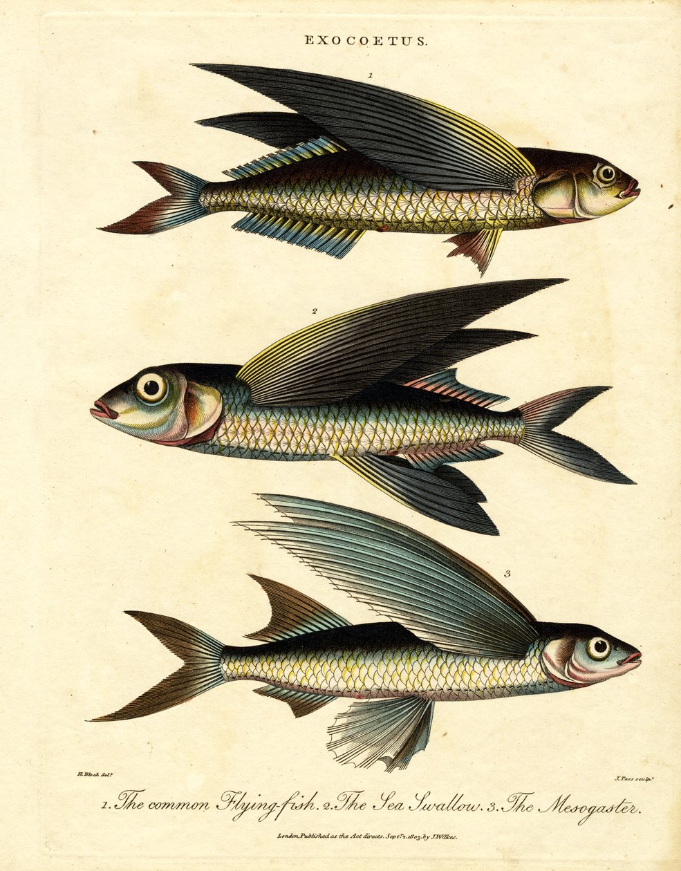 Peixe voador de John Pass