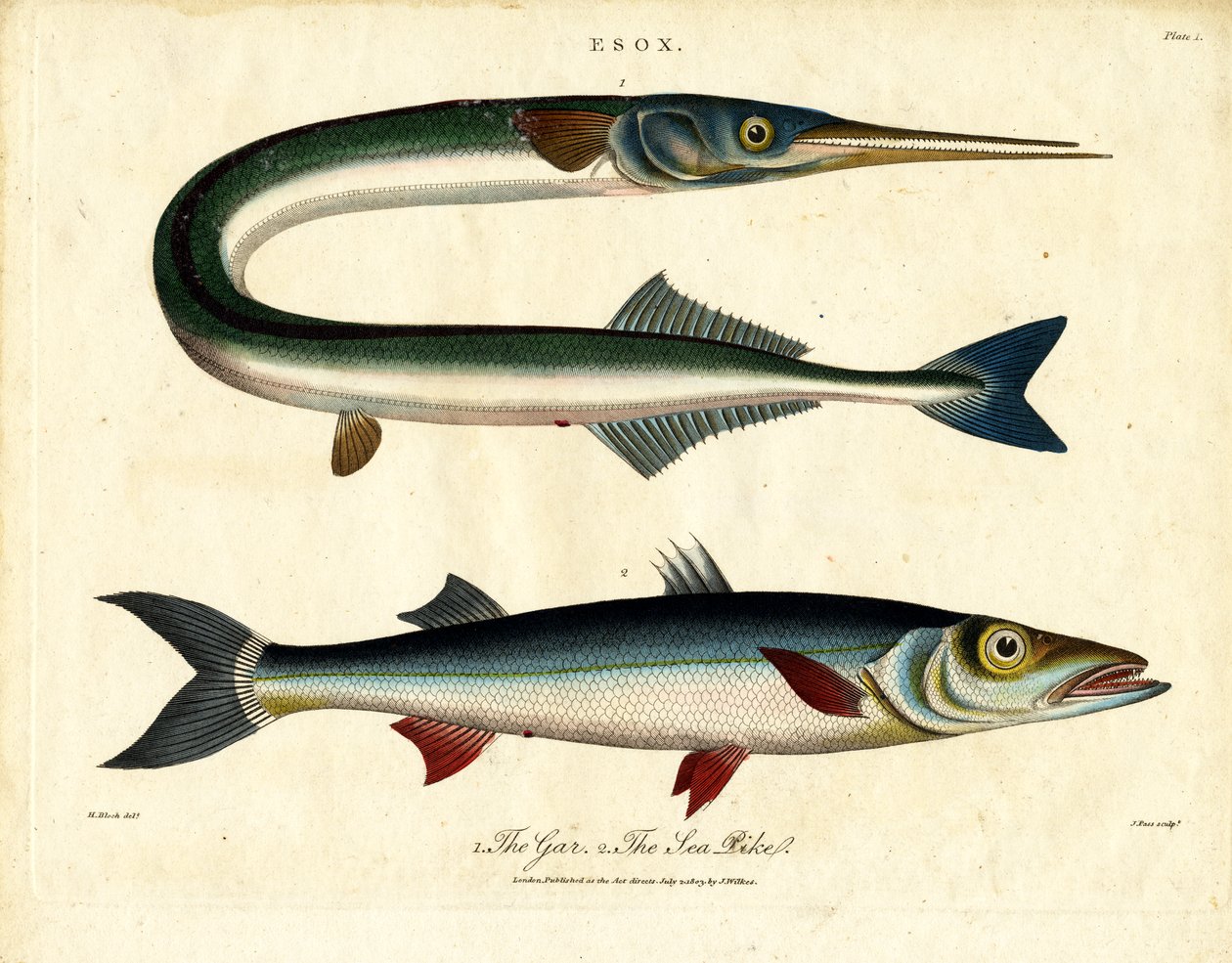 Gar e lúcio do mar de John Pass
