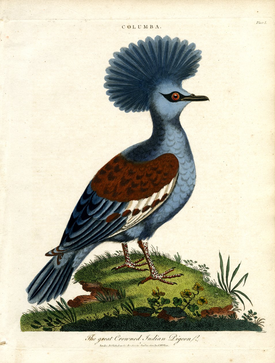 Pombo-torcaz (Columba) de John Pass