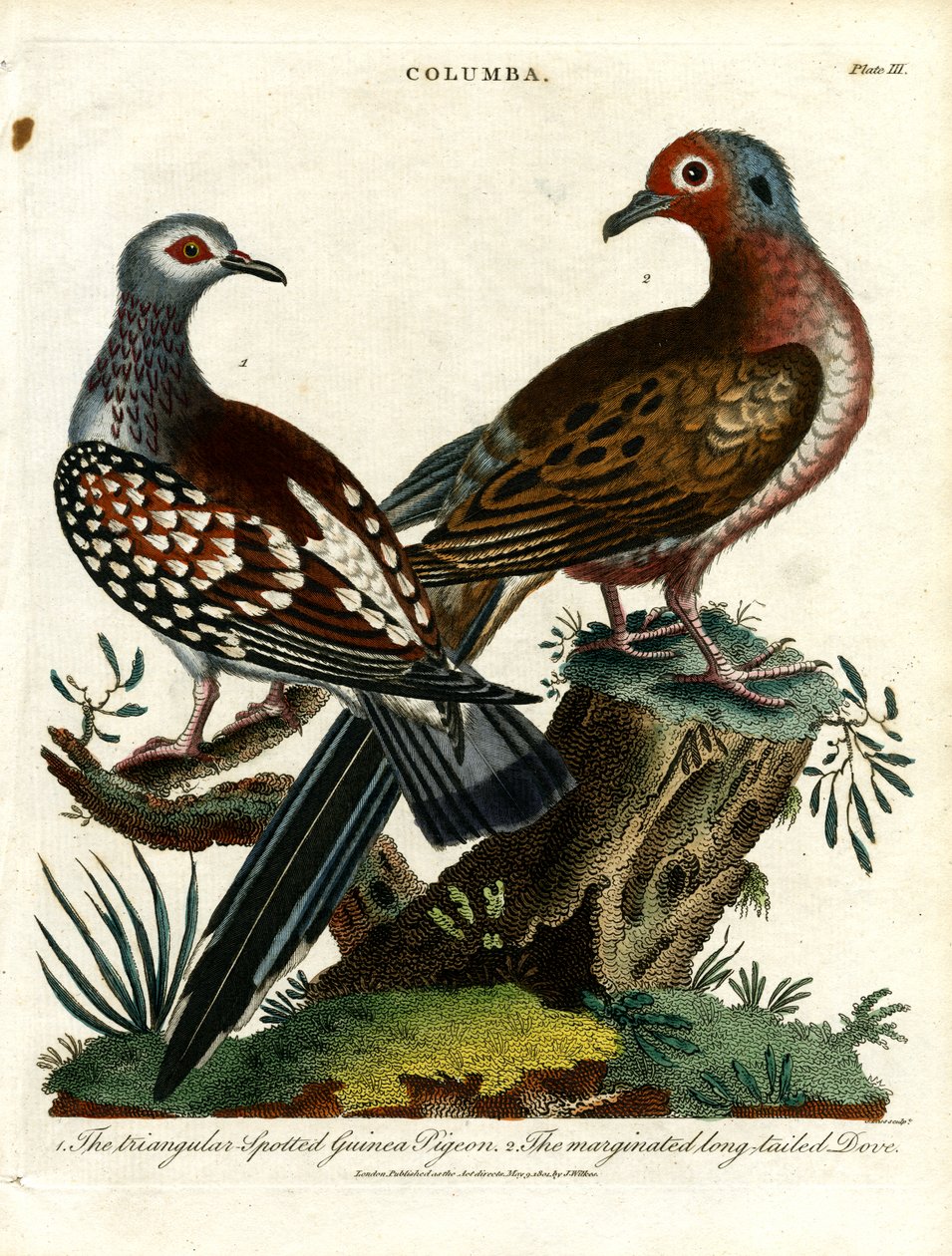 Pombos-da-índia e pombas (Columba) de John Pass
