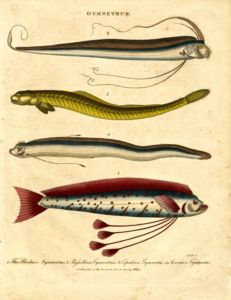 Gymnetrus - Peixes de fita de John Pass