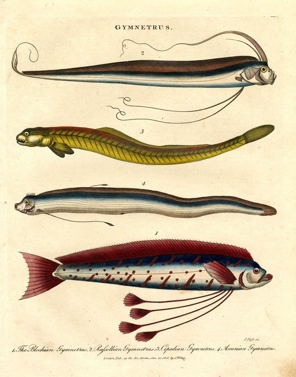 Espécies de Gymnetrus - Peixe de fita de John Pass