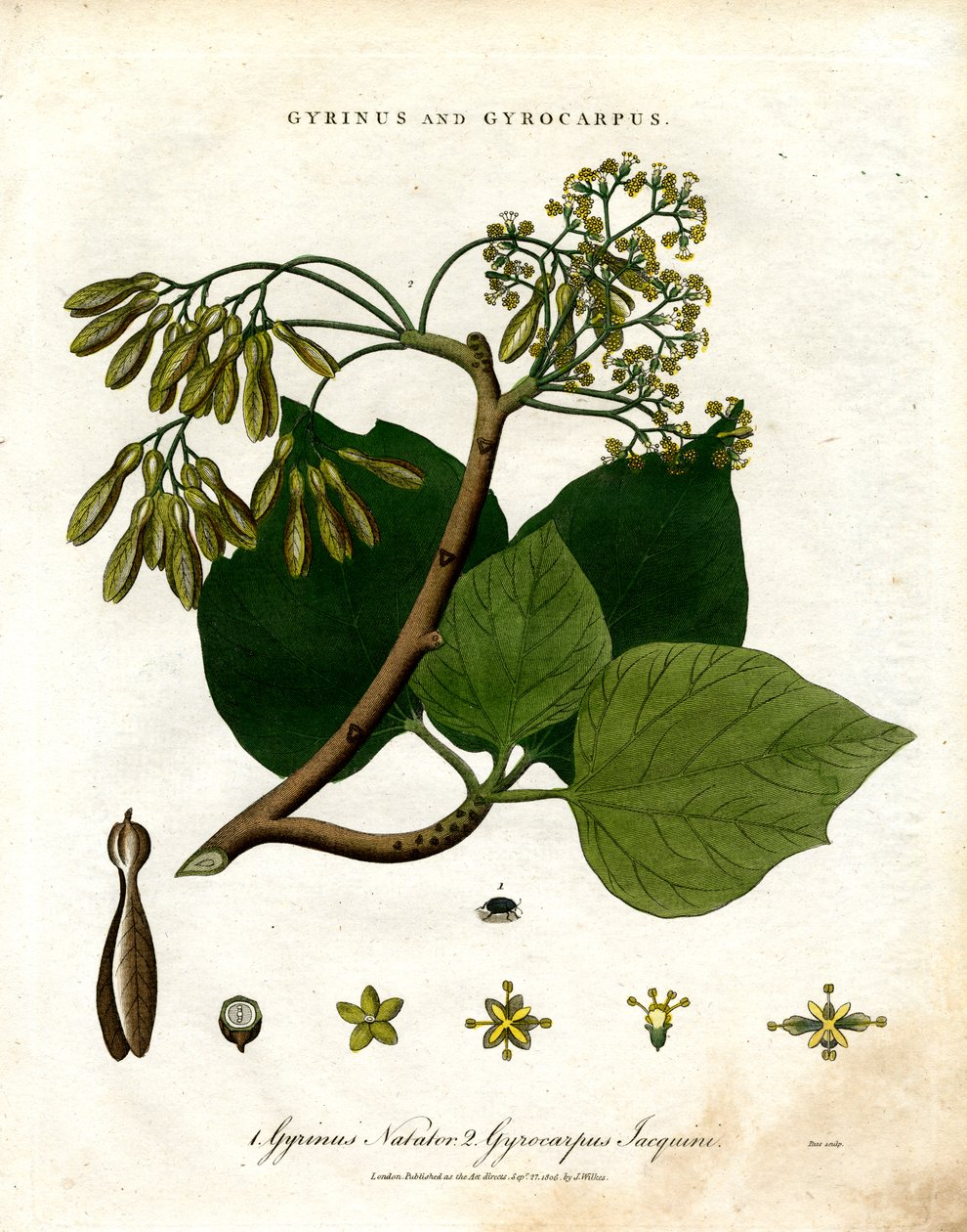 Gyrinus e Gyrocarpus de John Pass