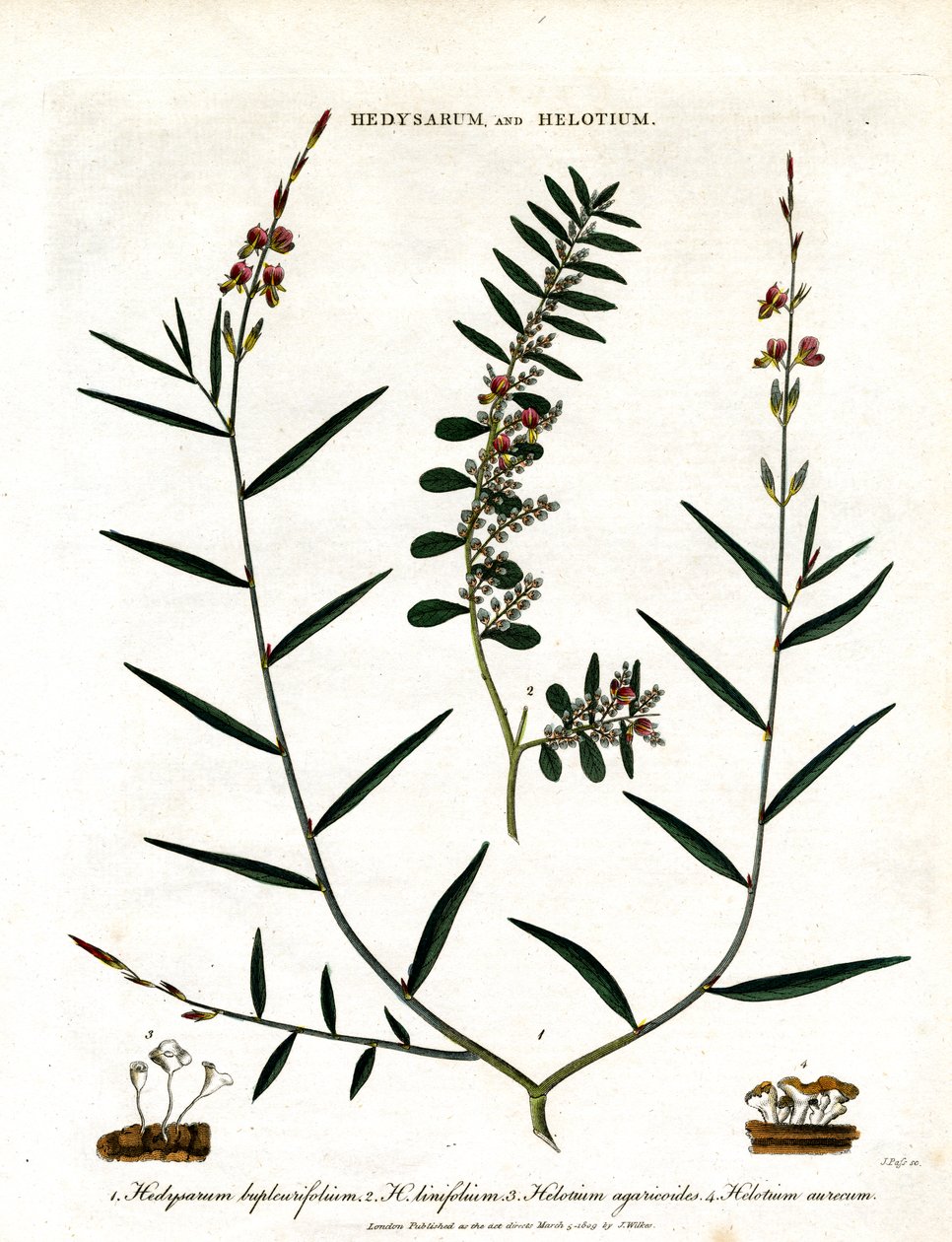 Hedysarum e Helotium de John Pass