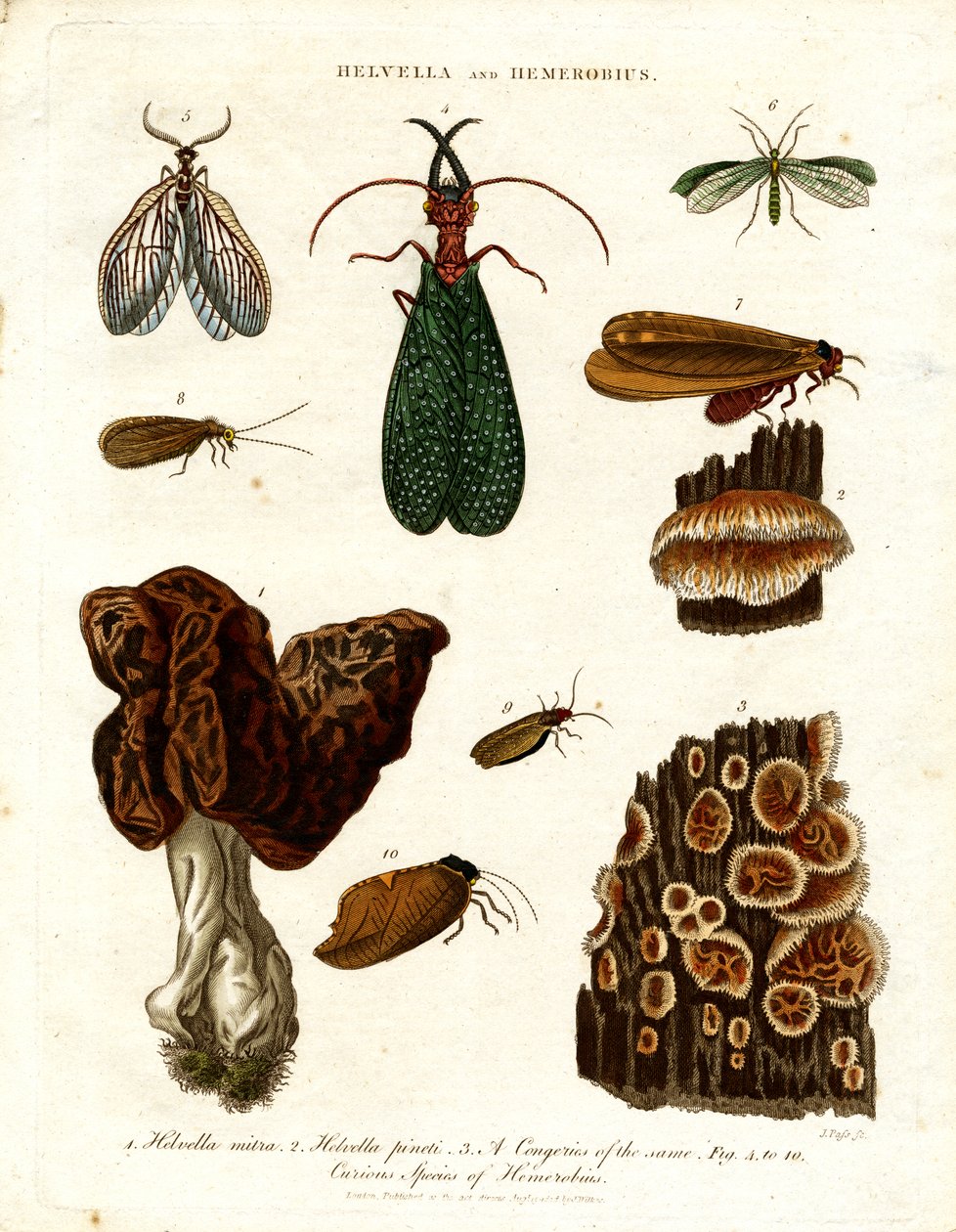 Helvella e Hemerobius de John Pass