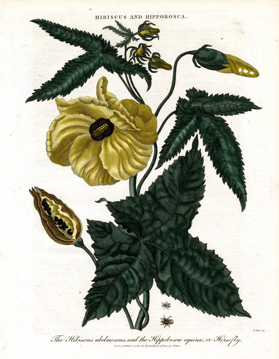 Hibisco e Hipobosca de John Pass