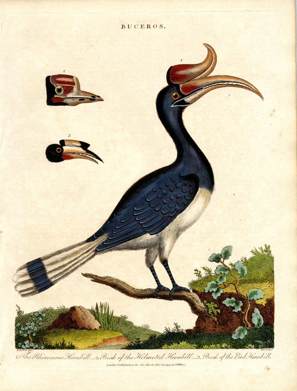 Espécies de Hornbill com detalhes da fatura de John Pass
