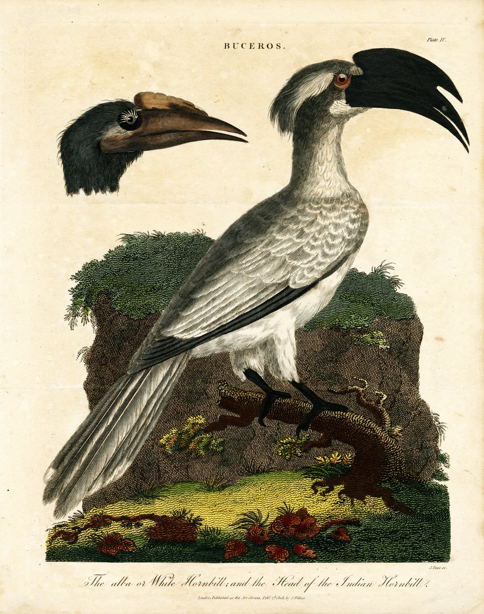 Calaus (Buceros) de John Pass