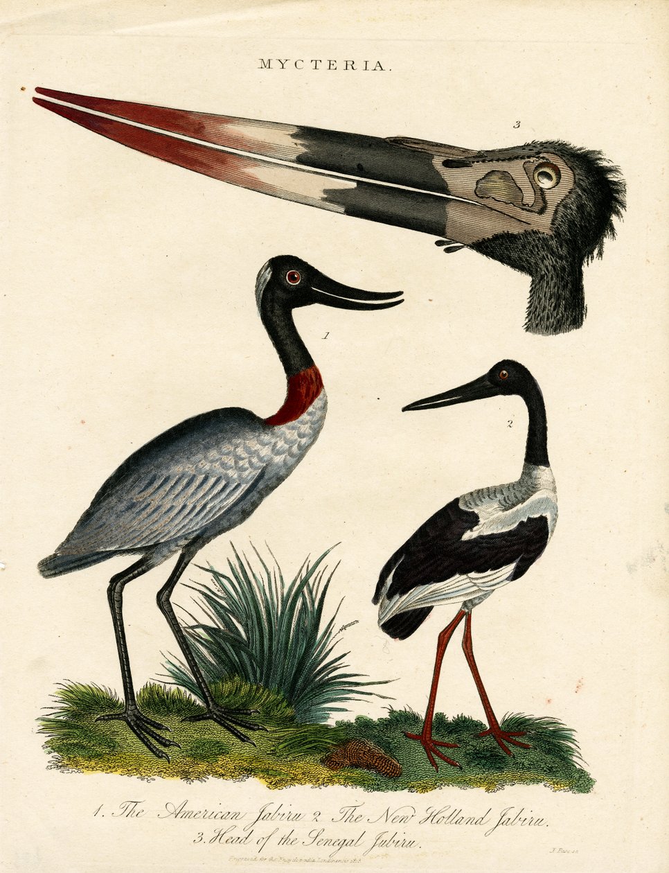 Espécies de Jabiru (Mycteria) com pormenores anatómicos de John Pass