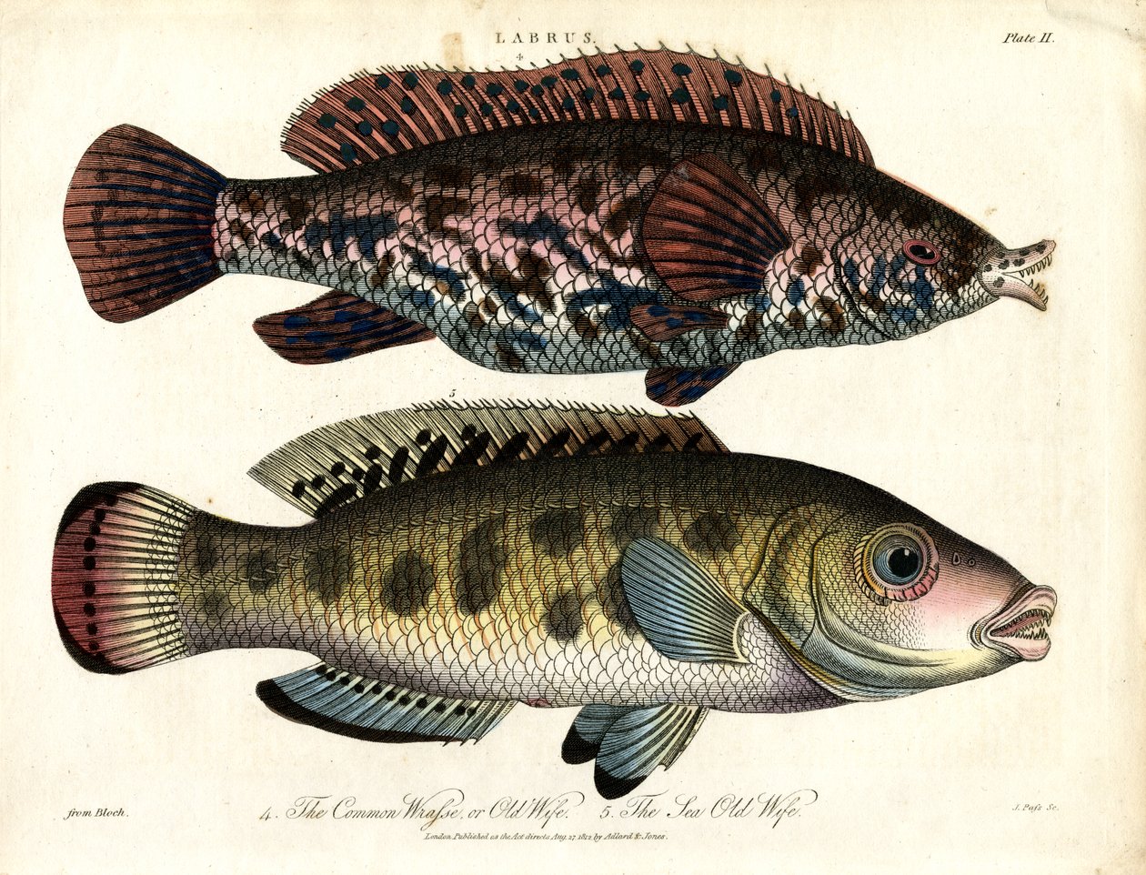 Labrus: Peixe-bruxa comum e peixe-bruxa do mar de John Pass