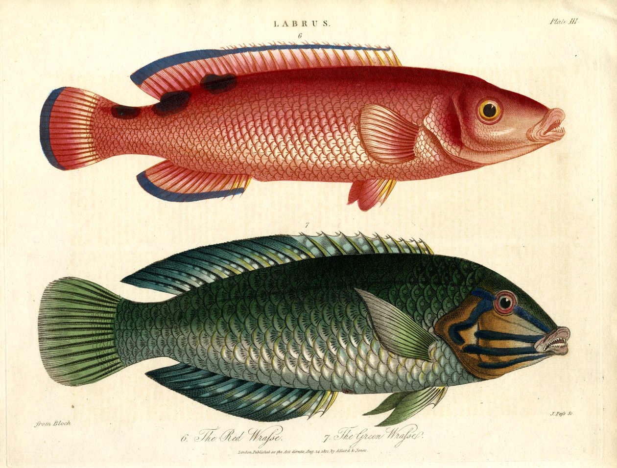 Labrus: bodião-vermelho e bodião-verde de John Pass