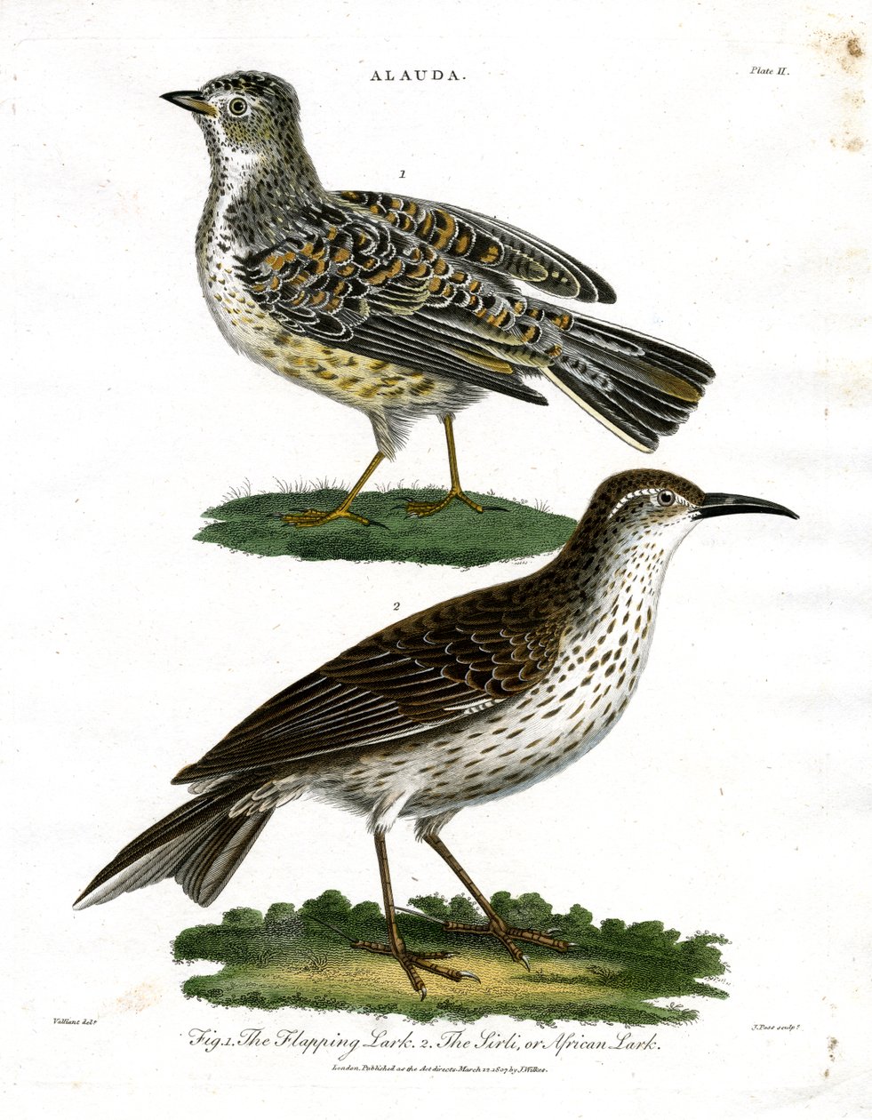 Espécies de cotovias - Cotovia e cotovia-africana de John Pass
