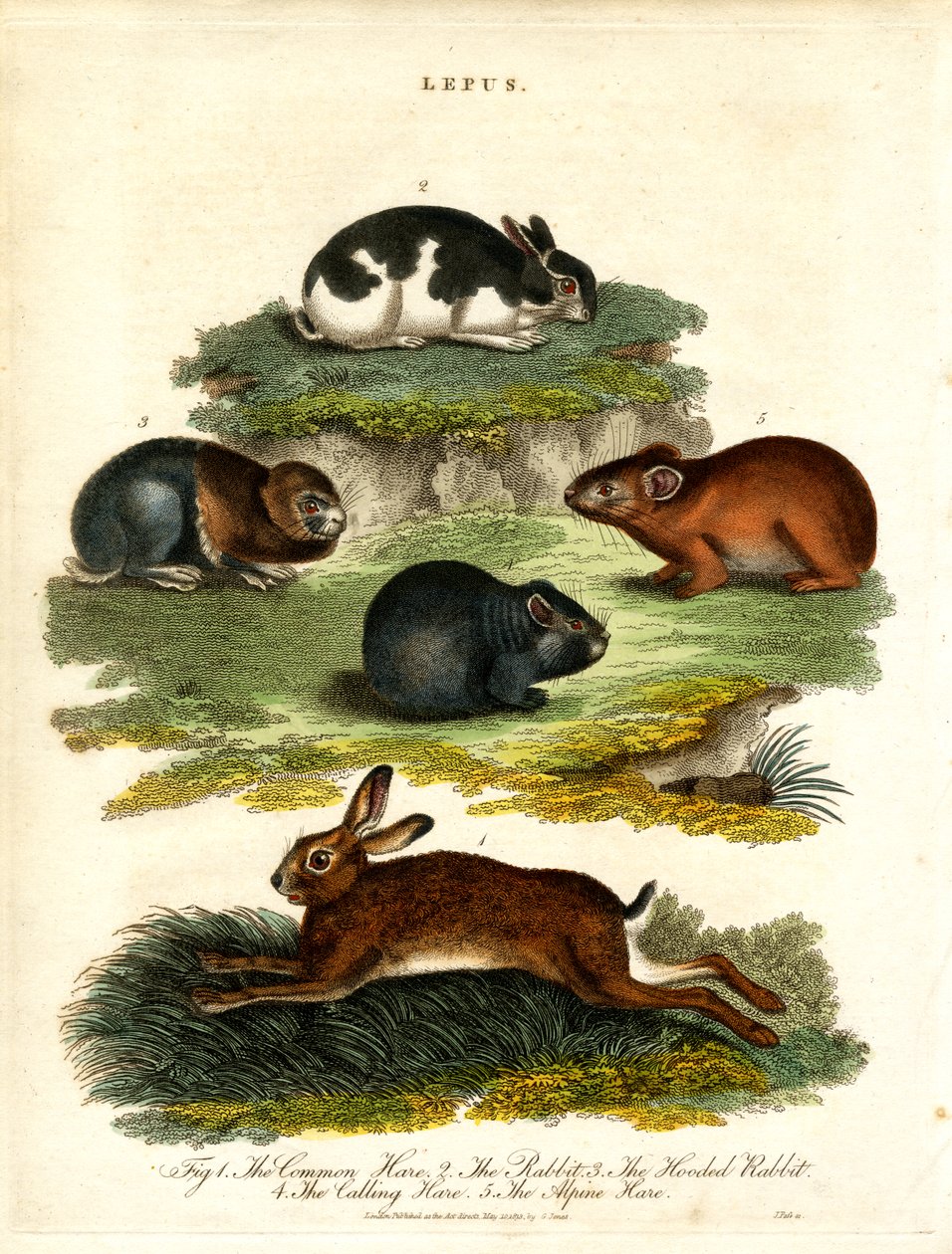 Lepus - Lebres e roedores de John Pass