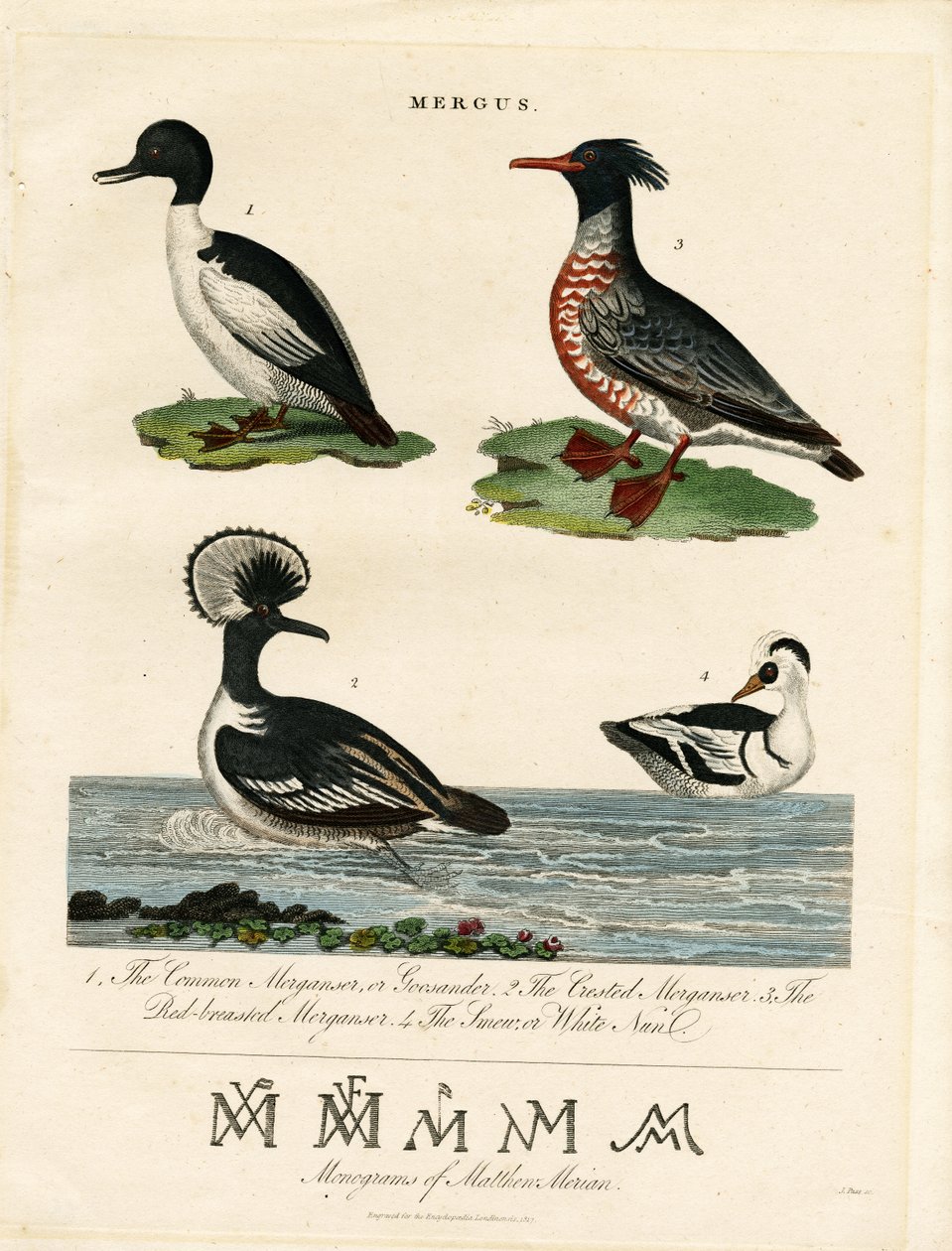 Pato-mergulhão (Mergus) de John Pass