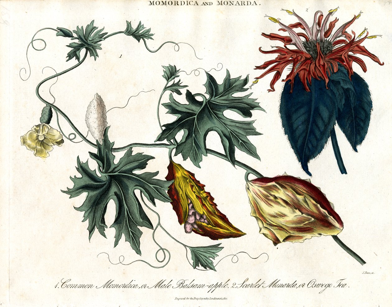 Momordica e Monarda de John Pass