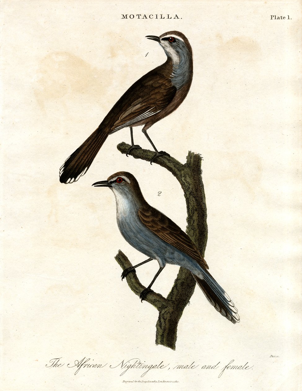 Motacilla - Rouxinol africano de John Pass