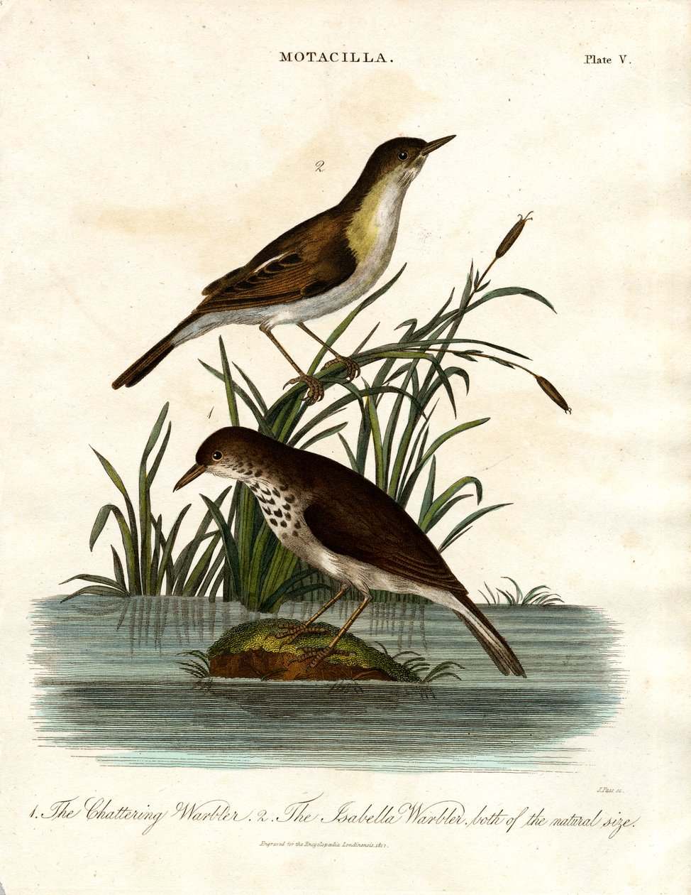 Motacilla: toutinegra-de-barrete e toutinegra-das-ilhas de John Pass