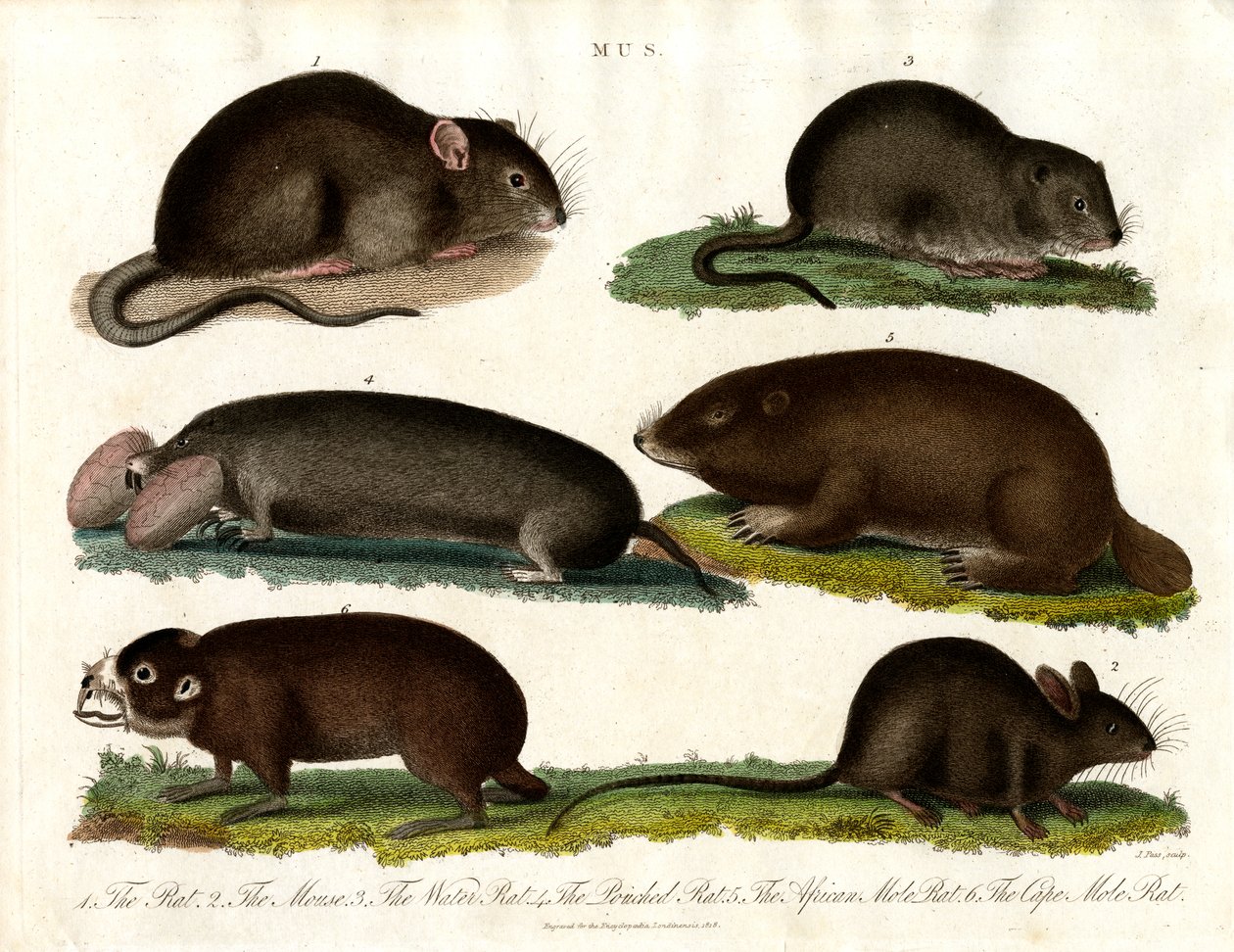 Mus: Ilustração de vários roedores do género Mus de John Pass