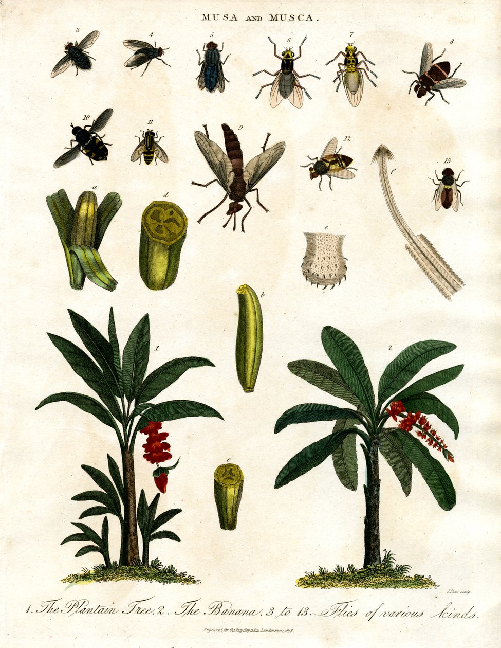 Musa e Musca - Bananeiras e várias espécies de moscas de John Pass