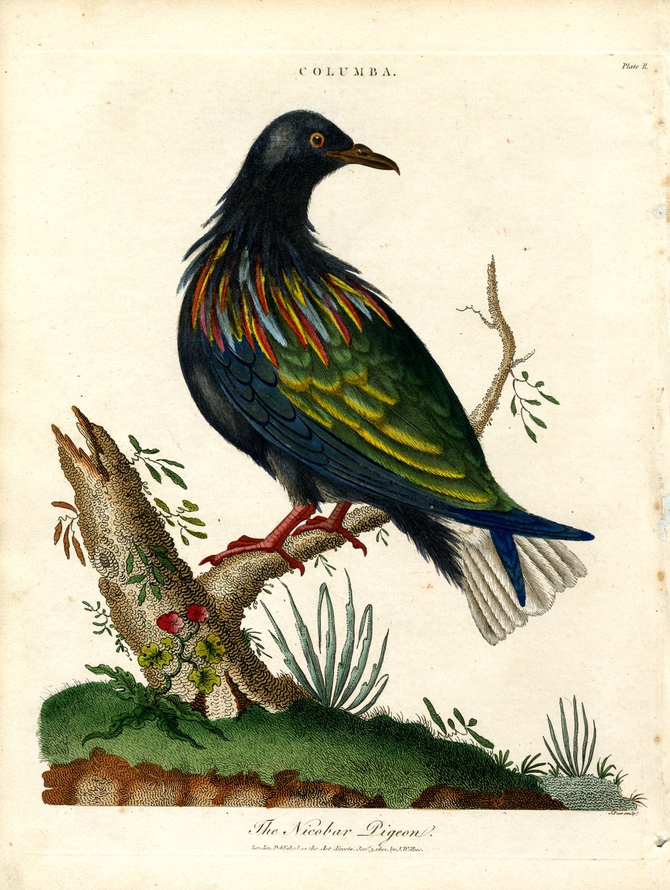 Pombo de Nicobar (Columba) de John Pass
