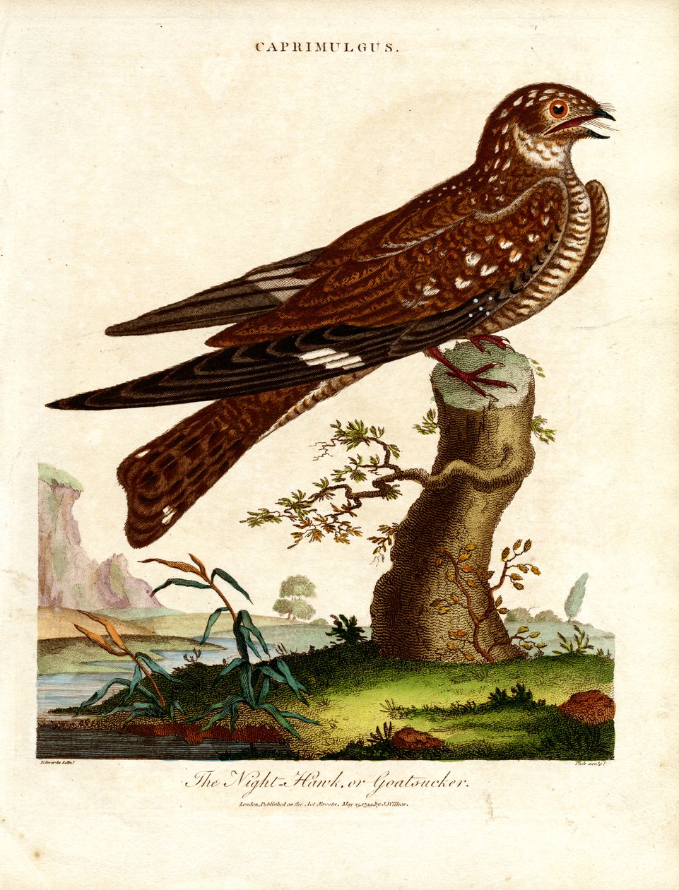 Noitibó (Caprimulgus) de John Pass