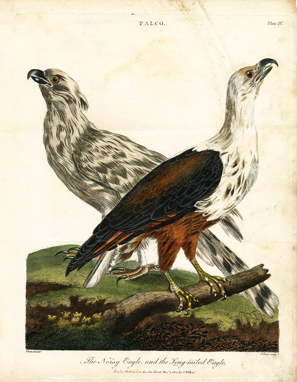 Águia-real e águia-cobreira de John Pass