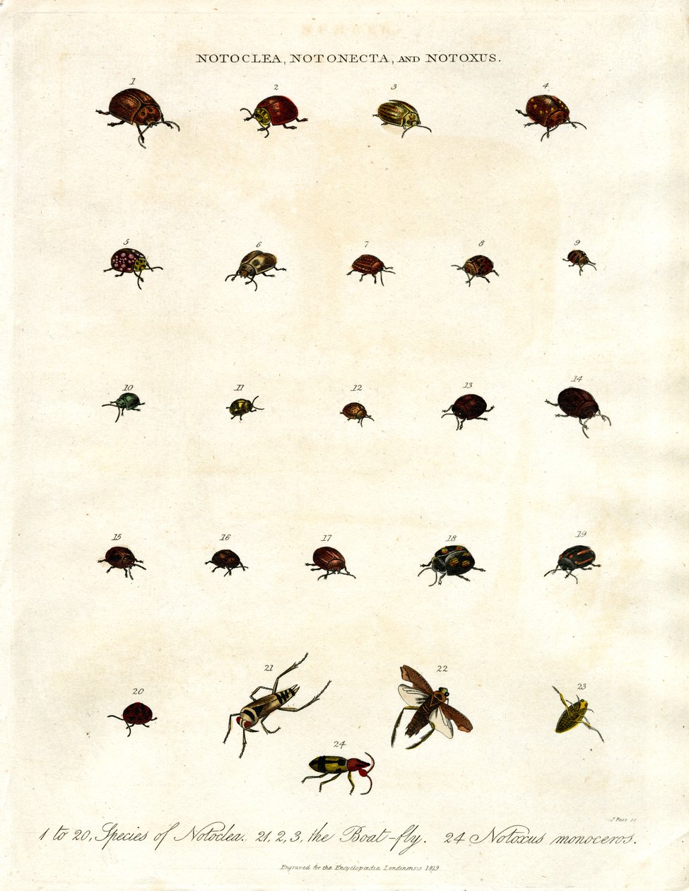 Escaravelhos Notoclea;Notonecta;e Notoxus de John Pass